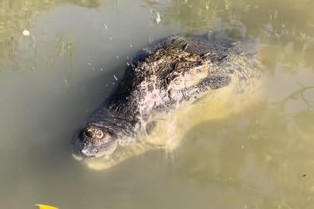 aligator plava v vodi