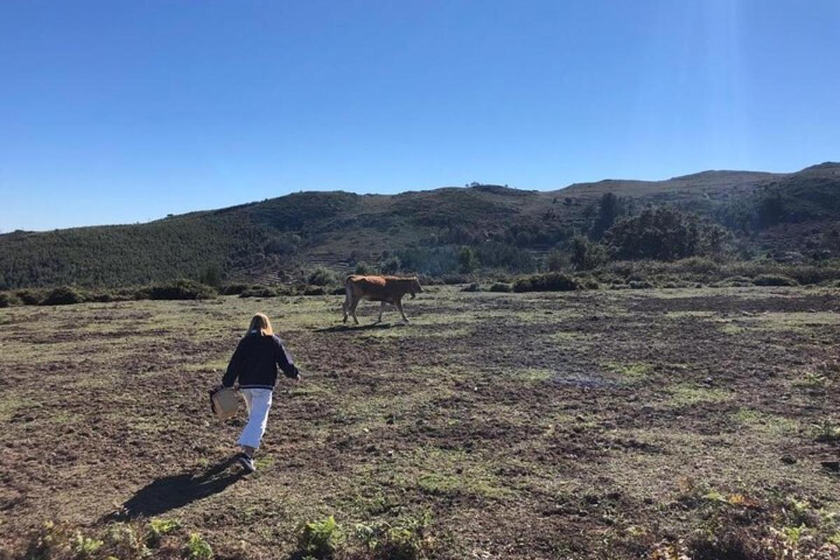 eine Frau, die auf einem Feld mit einer Kuh im Hintergrund geht