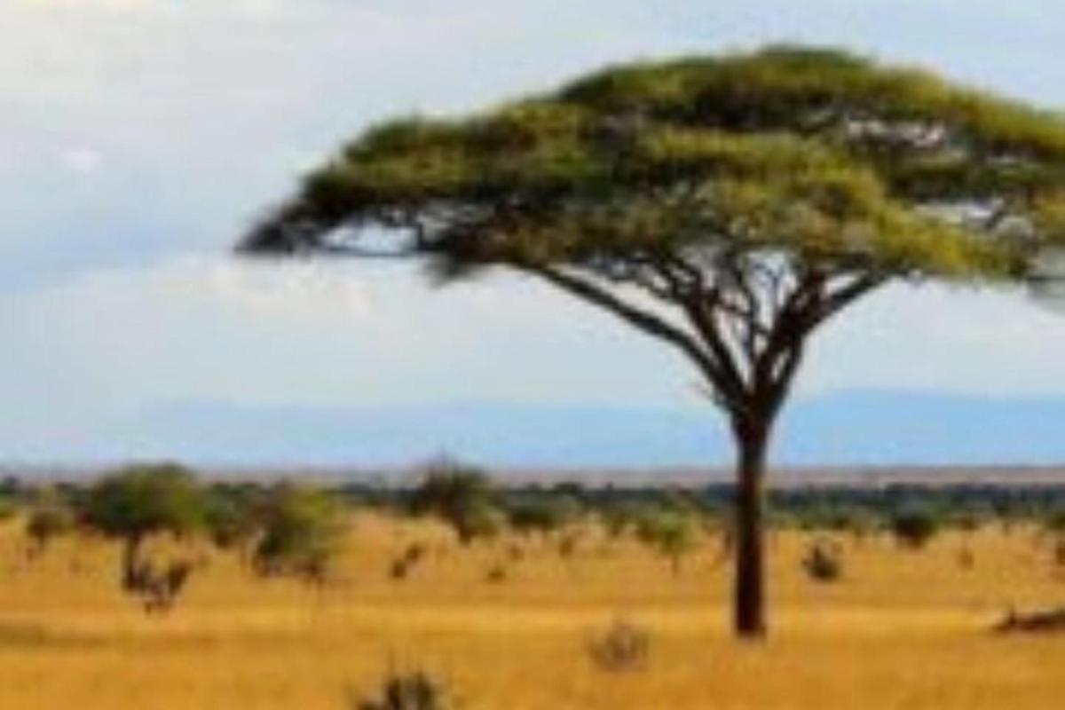 uma árvore solitária no meio de um campo