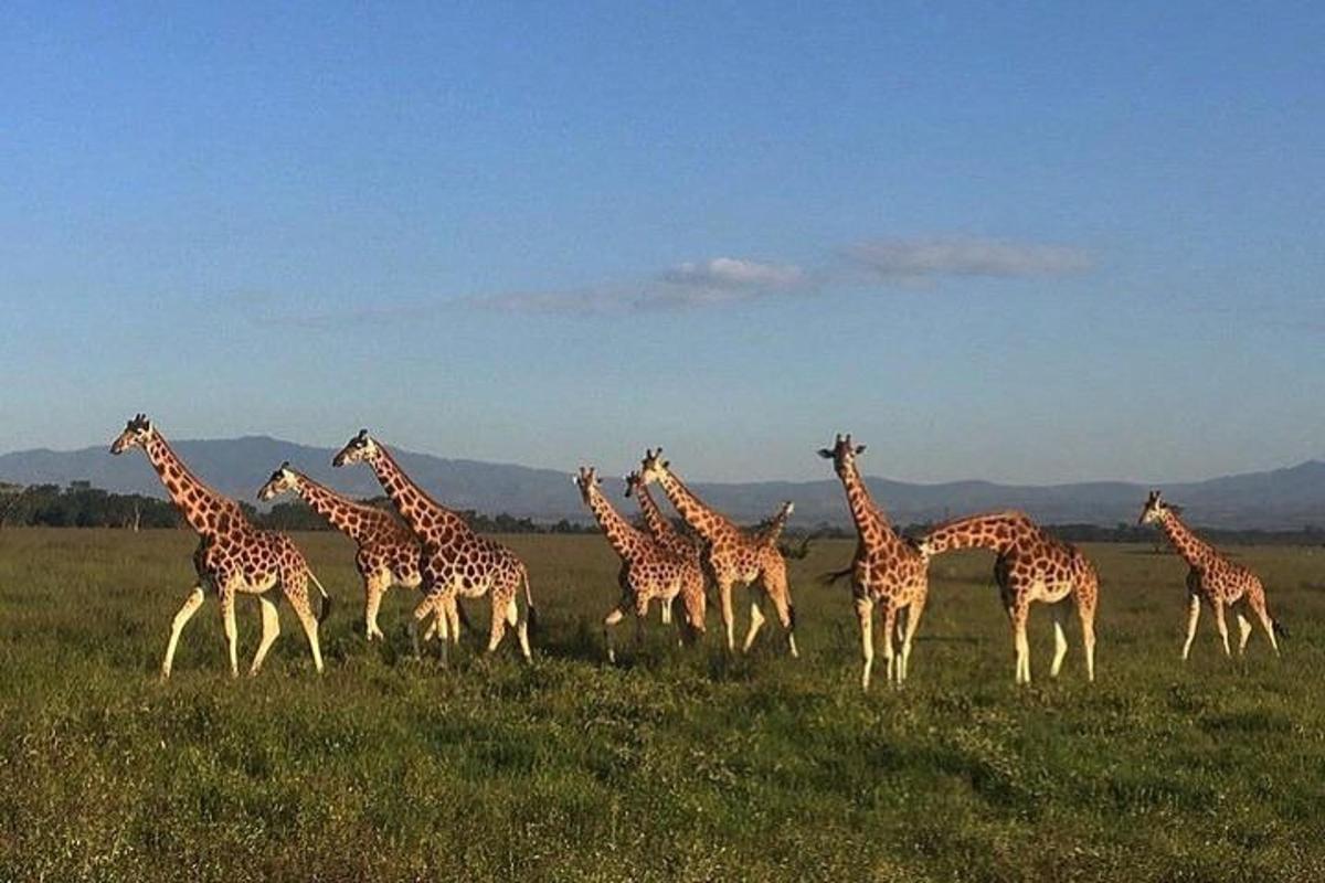 uma manada de girafas em um campo