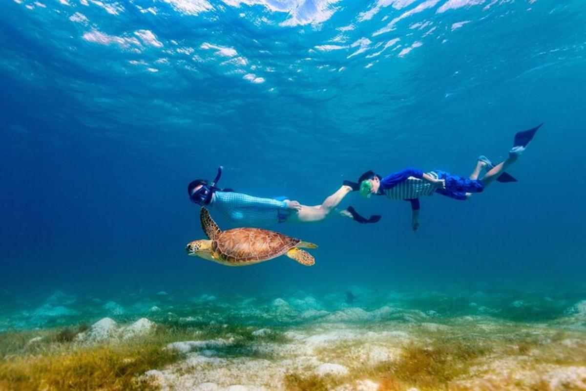 eine Gruppe von Menschen, die mit einer Schildkröte im Meer schwimmen