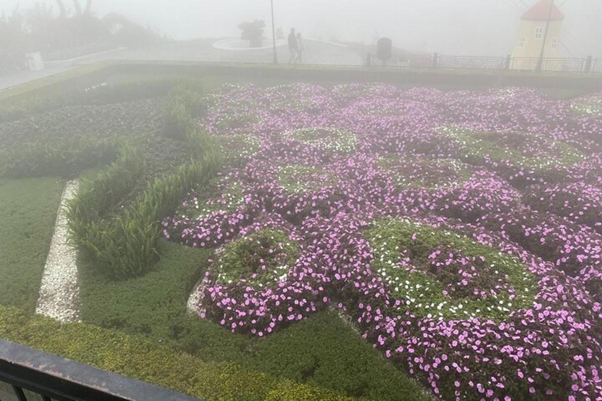 un jardí de flors amb flors porpres en un camp