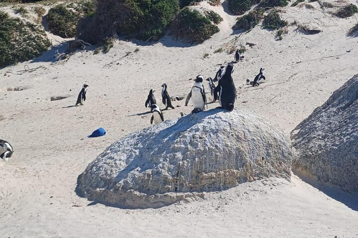 Un grupo de pingüinos de pie encima de una roca.