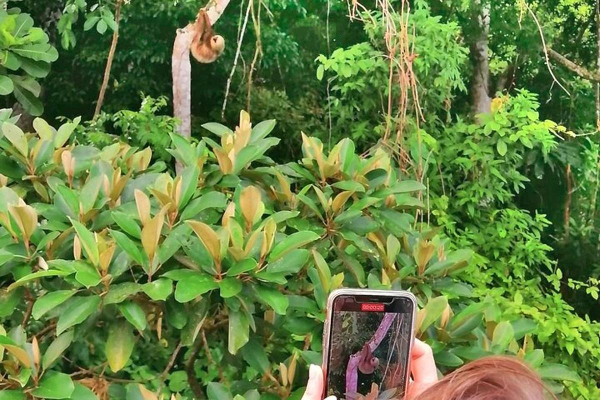 osoba fotící keř mobilním telefonem
