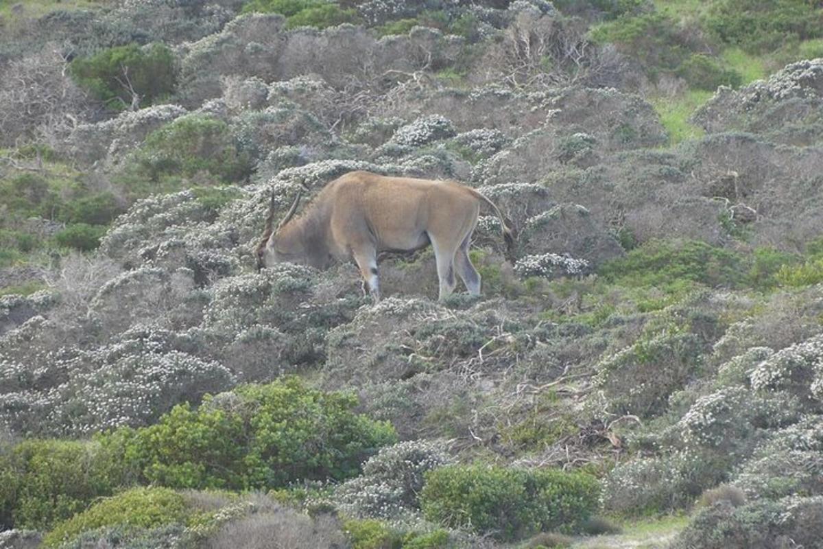 a brown cow standing on a rocky hillside