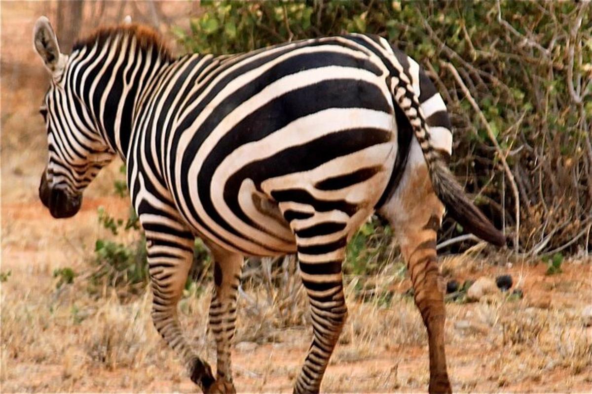 zebra kráča po poli