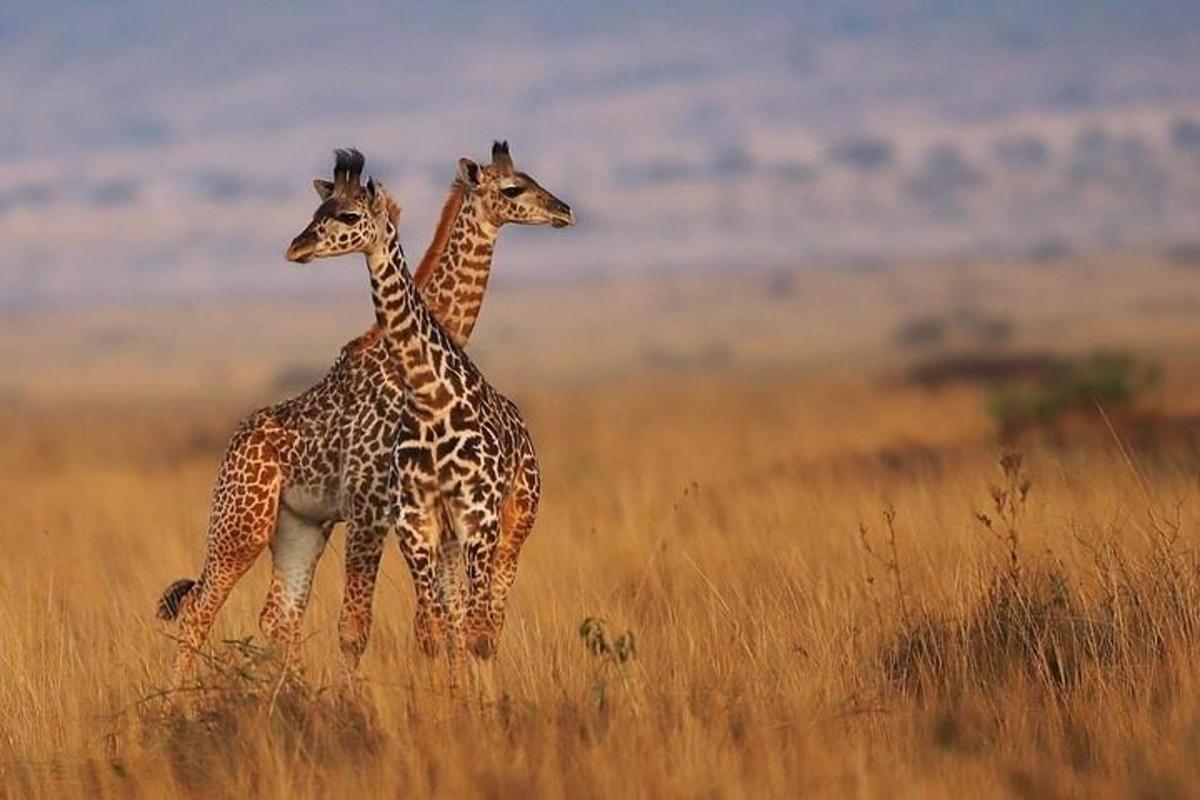 Dos jirafas de pie en un campo de hierba alta