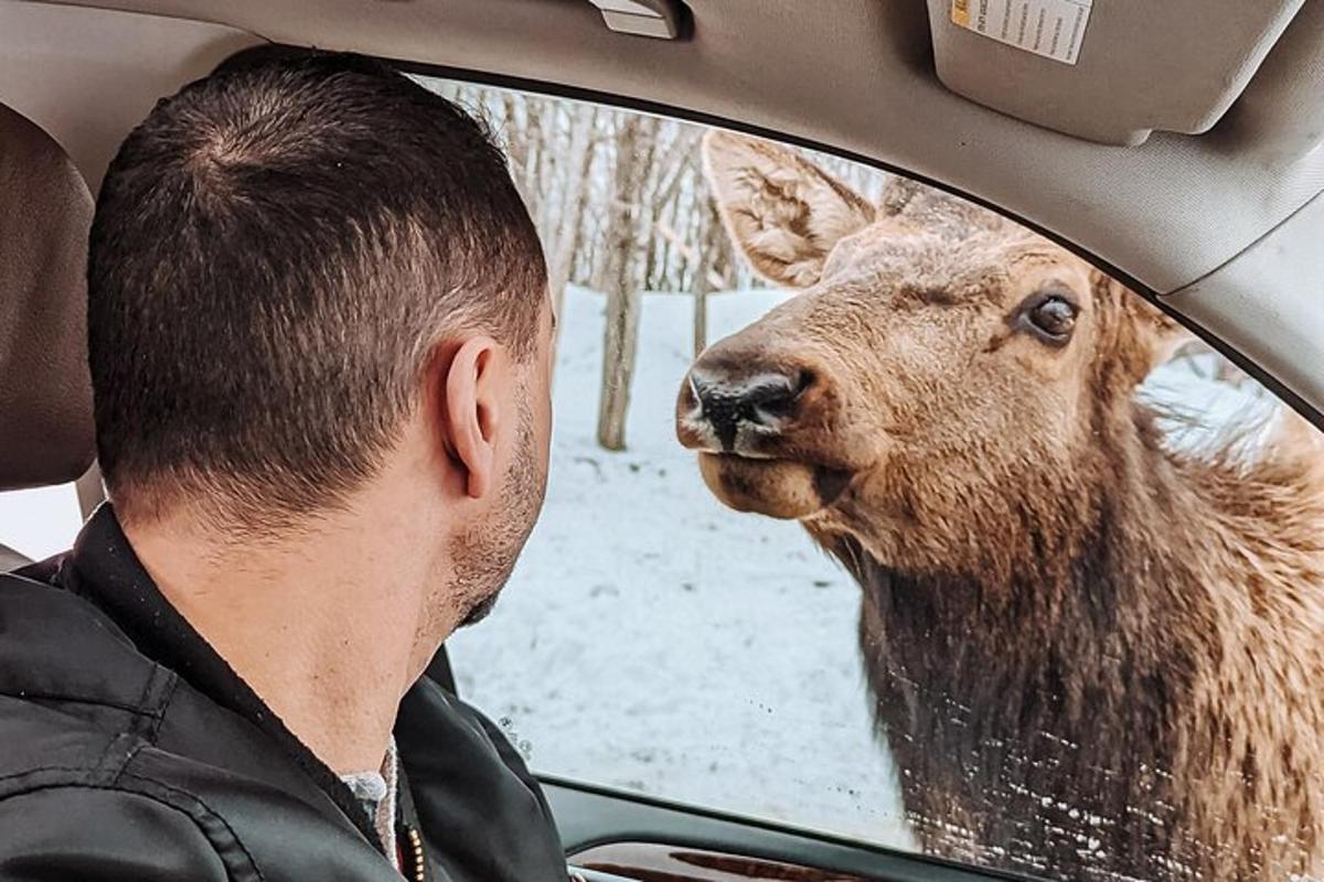 een man kijkt vanuit een autoraam naar een hert