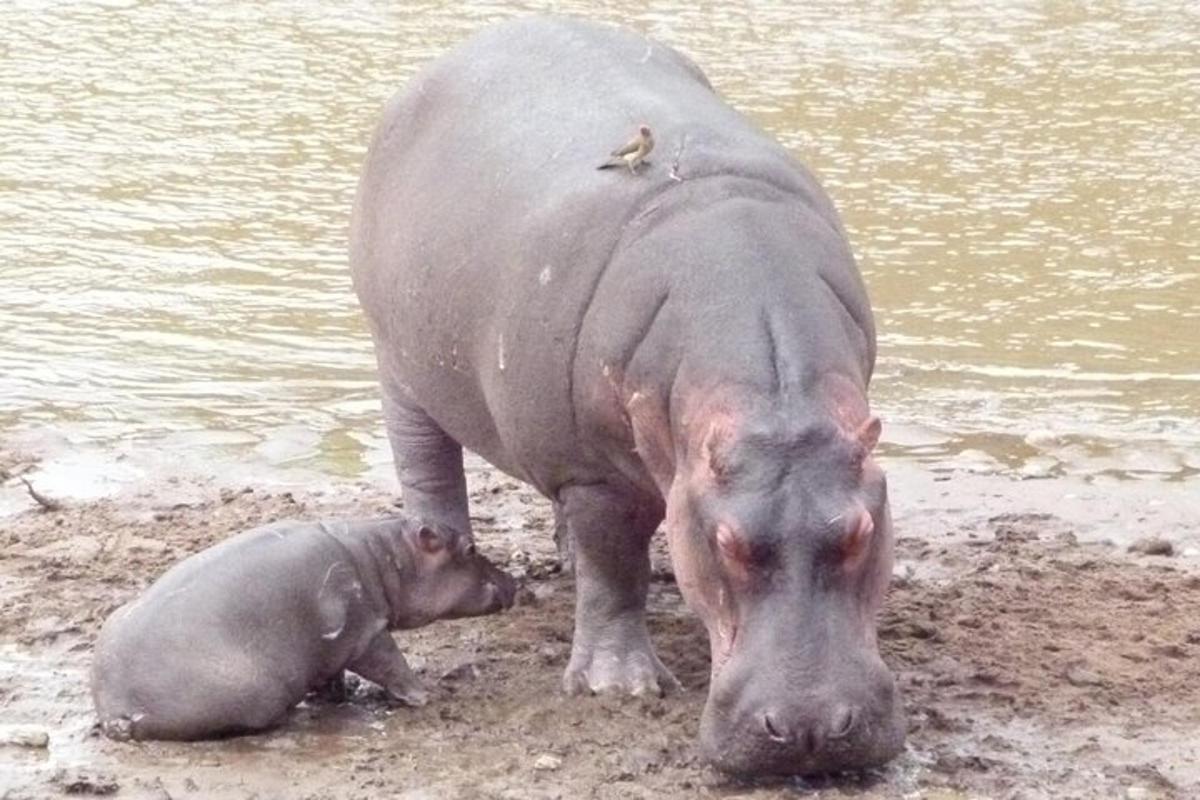 un elefant gran i un elefant petit a la riba