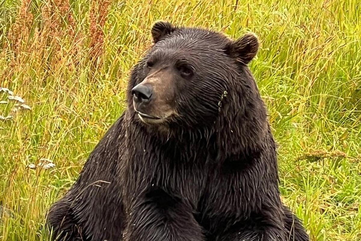 un orso nero seduto in un campo di erba alta