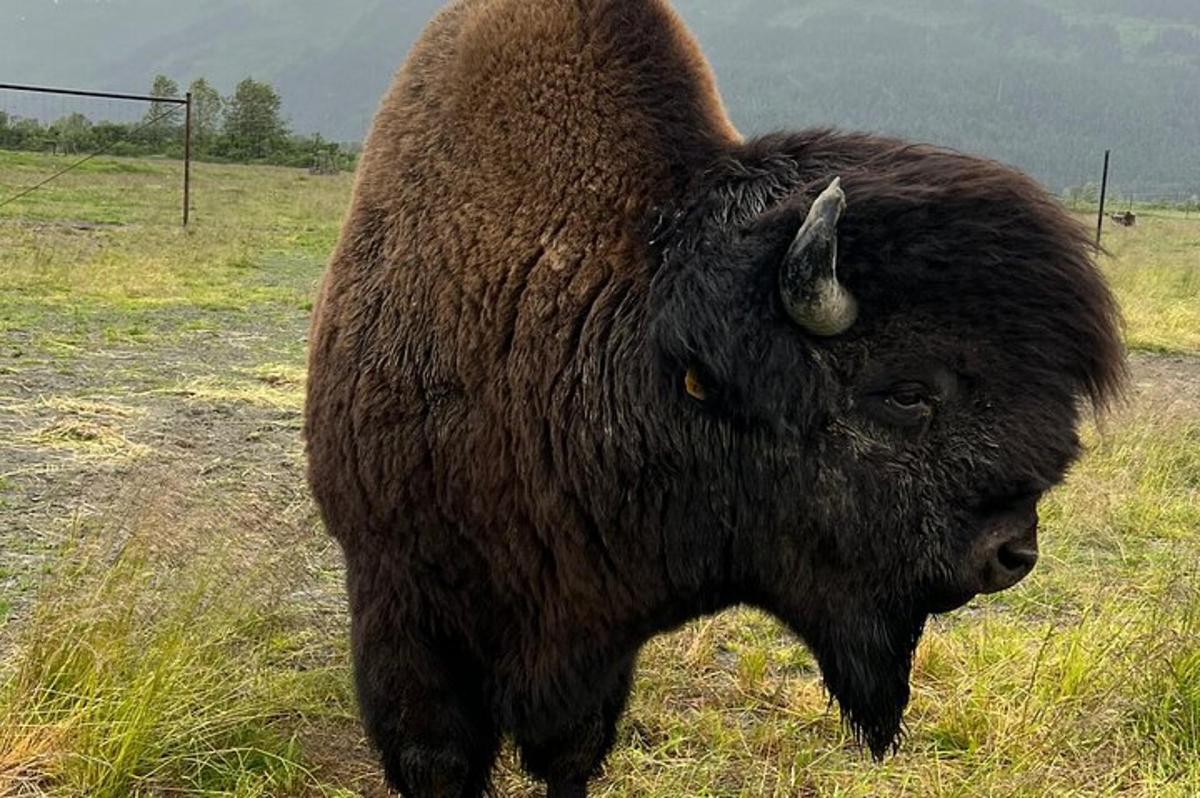 un grande bufalo in piedi in un campo d'erba