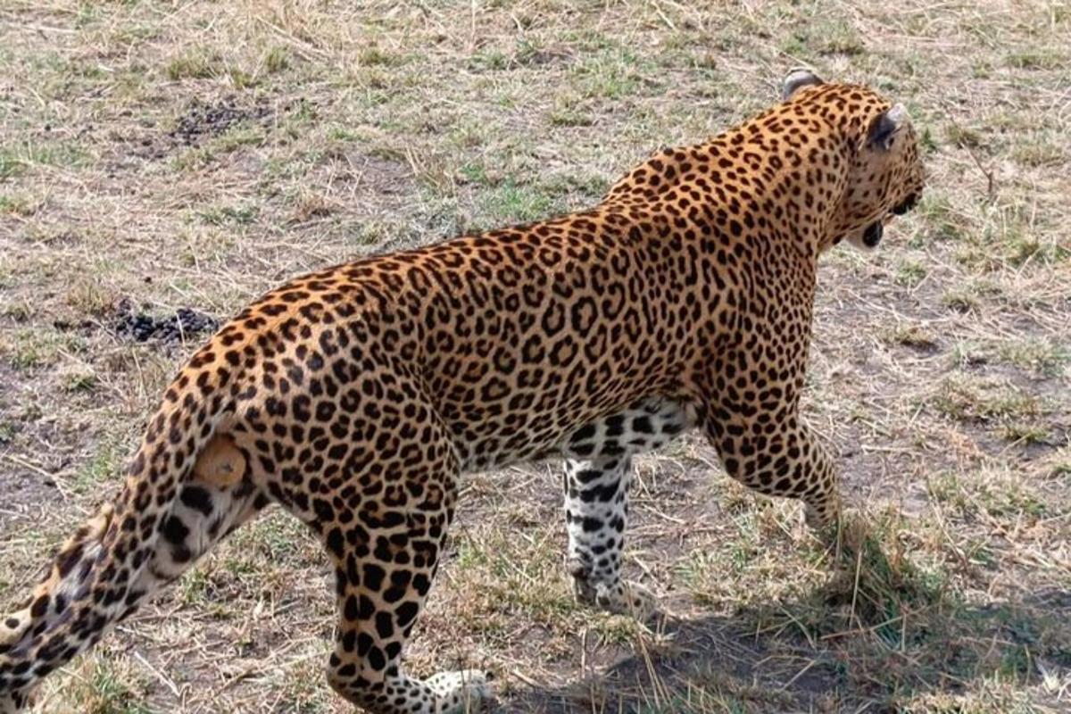 leopard kráčející po trávě na poli
