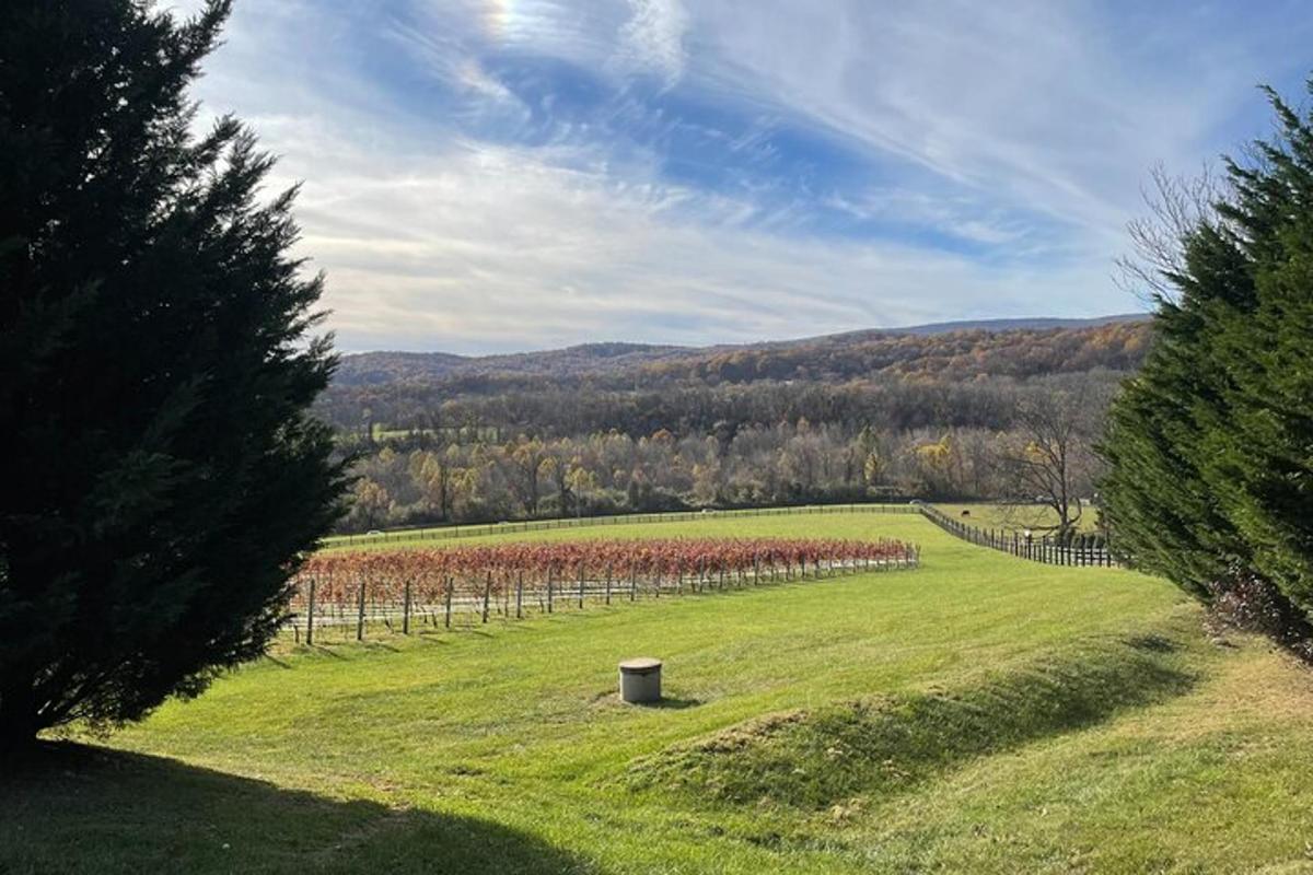 a field with a bunch of red grape vines