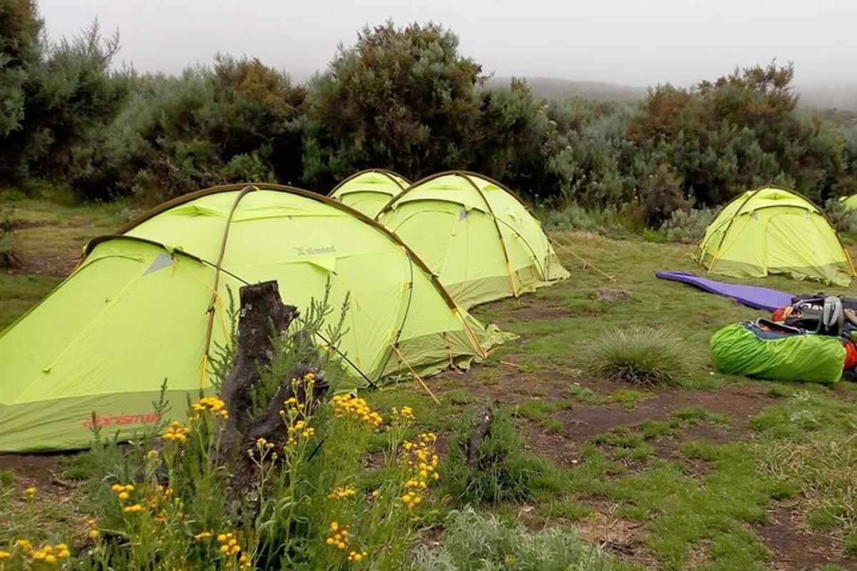 a group of green tents in a field