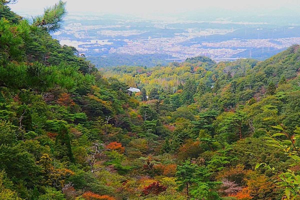 a view of a forest filled with lots of trees