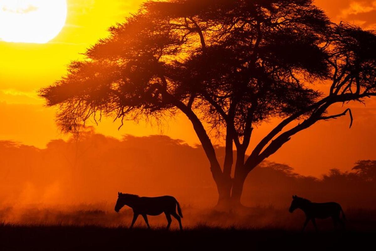 Dos caballos caminando frente a un árbol al atardecer