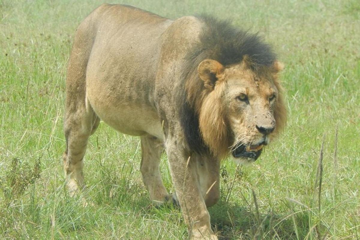 un leone che cammina in un campo d'erba