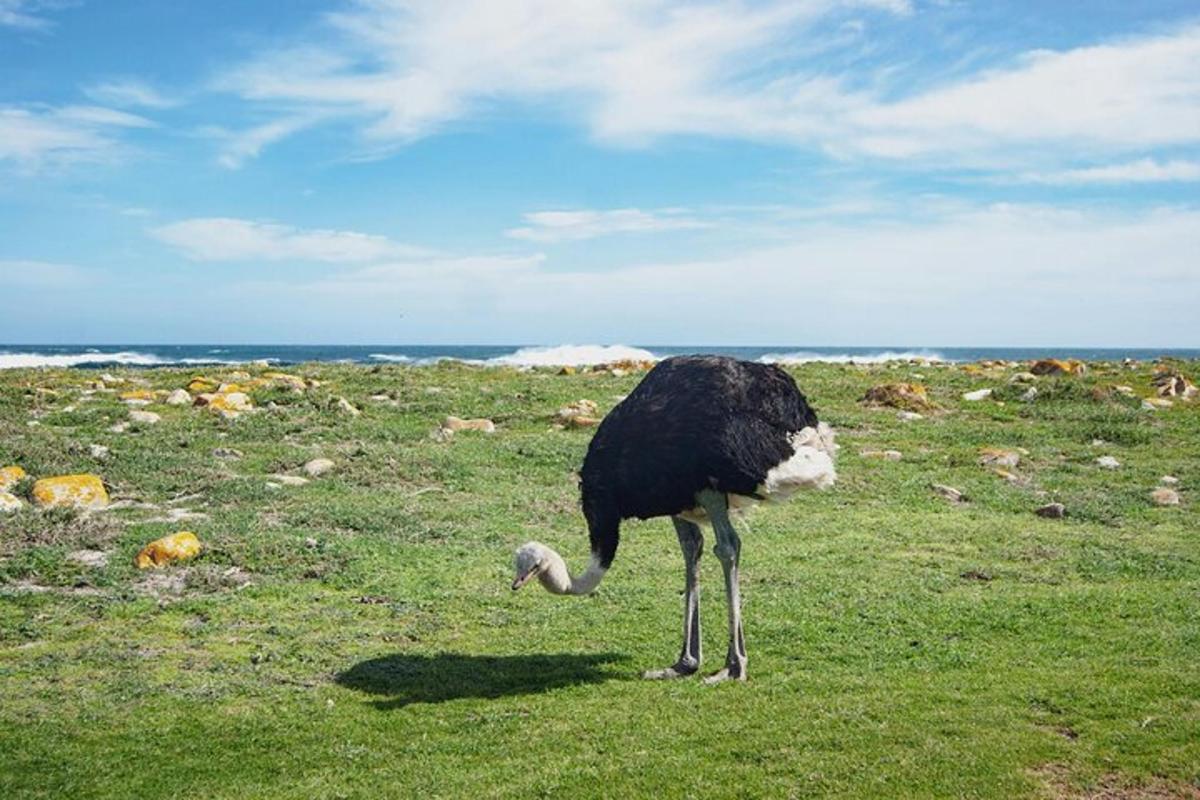 Un avestruz parado en un campo con una pelota en la boca.
