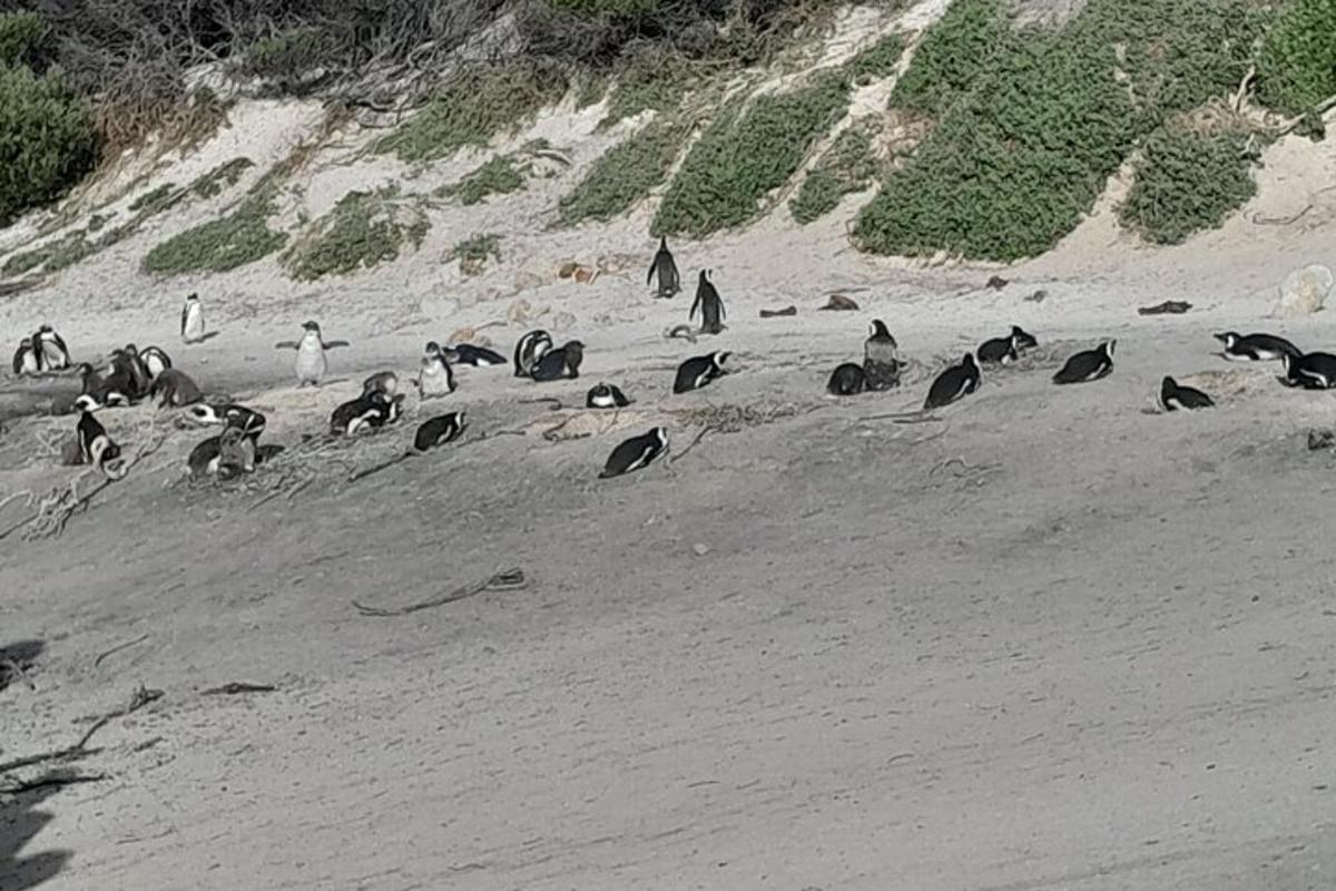 un grup de pingüins asseguts a la platja