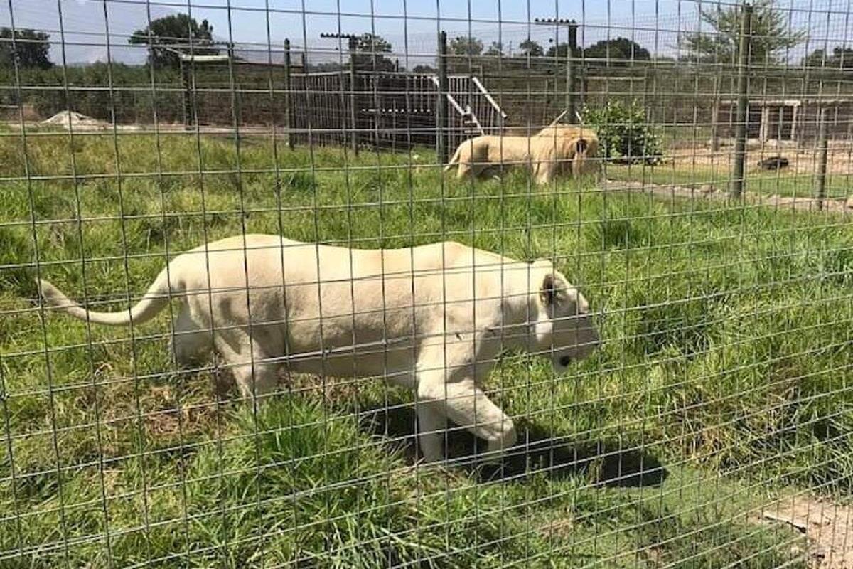 a white dog in a field behind a fence