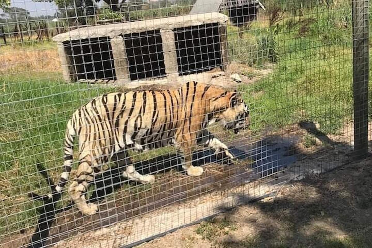 tiger, ki hodi za ograjo v kletki