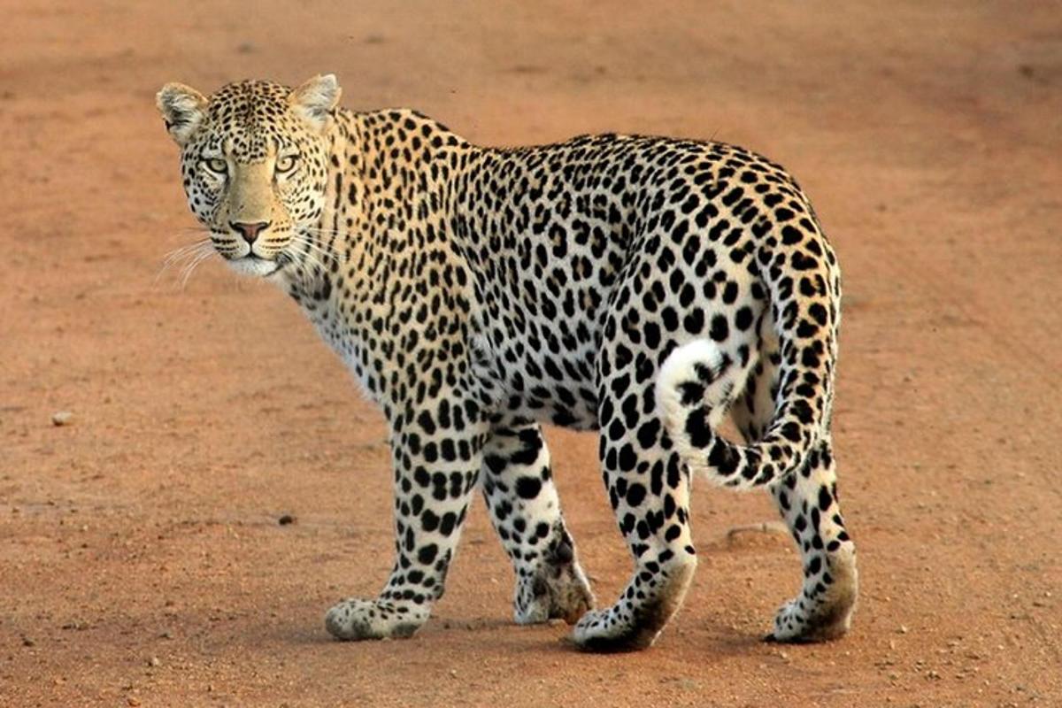 leopard stojící na hliněném poli