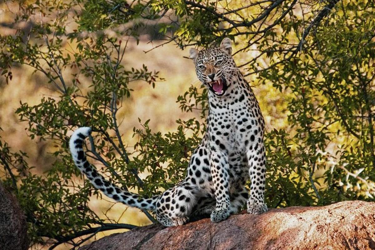 leopard sedící na vrcholu skály
