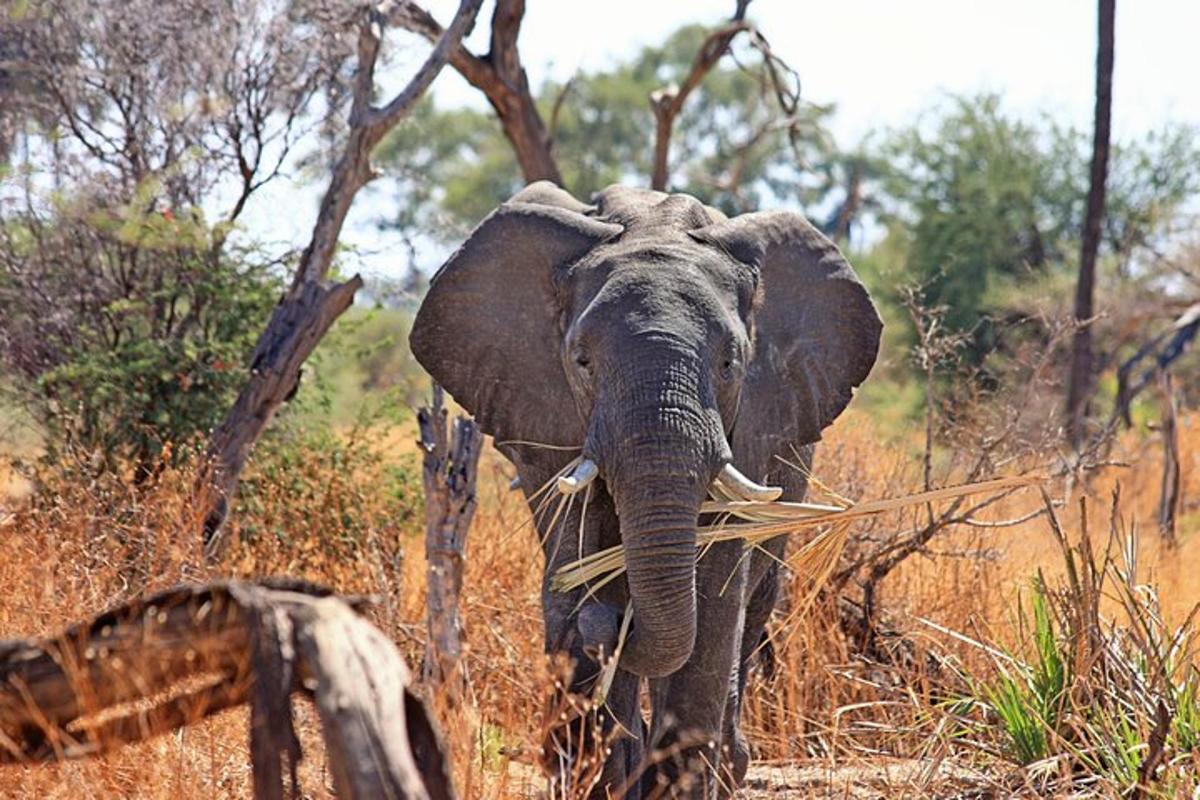 un elefant mergând printr-un câmp cu iarbă în urechi