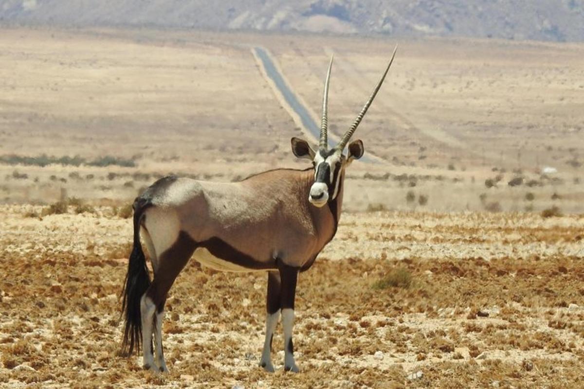 isang gazelle na nakatayo sa gitna ng isang bukid