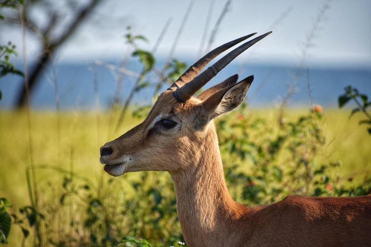 Una gacela con cuernos largos de pie en un campo