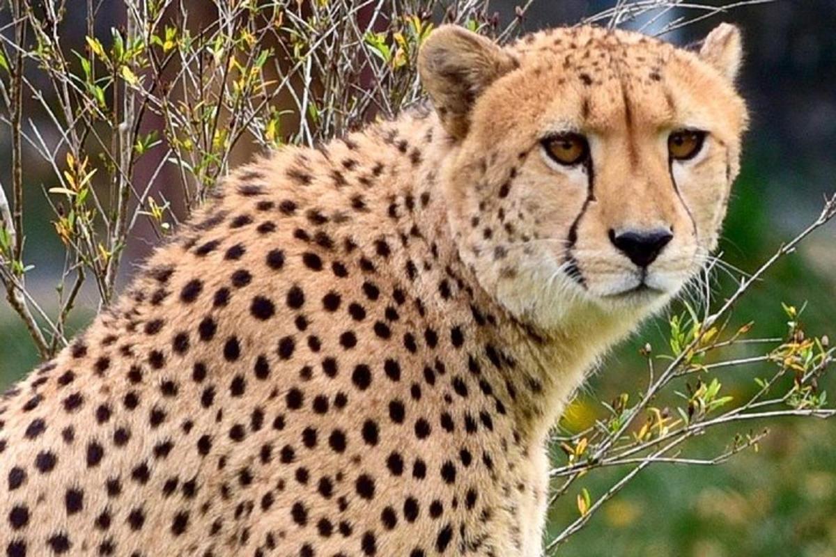 close up cheetah duduk dalam semak