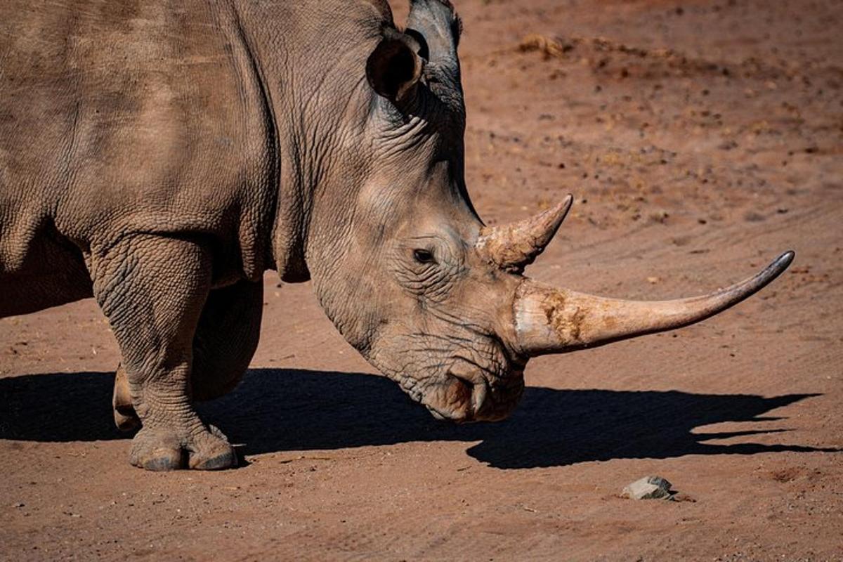 un rinoceronte in piedi su un campo sterrato
