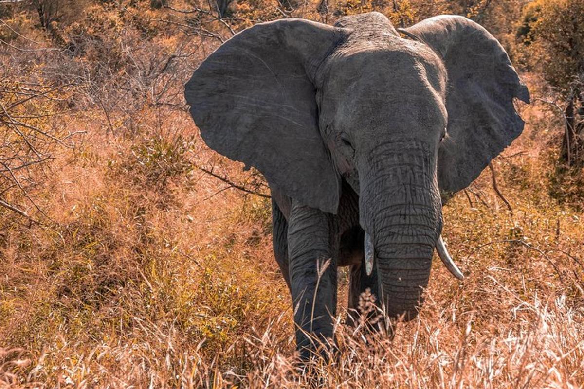 un elefant stând într-un câmp cu iarbă înaltă