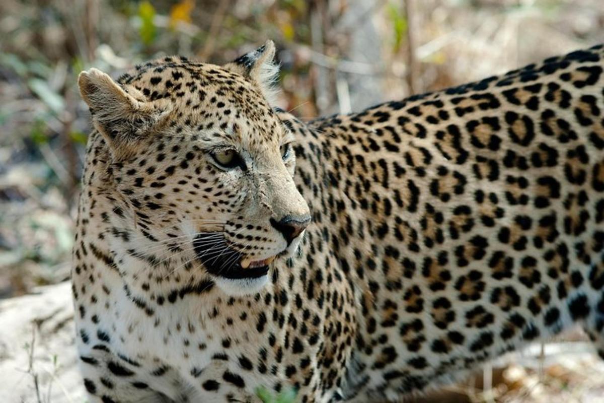isang malapitan ng isang leopardo na nakatayo sa kakahuyan