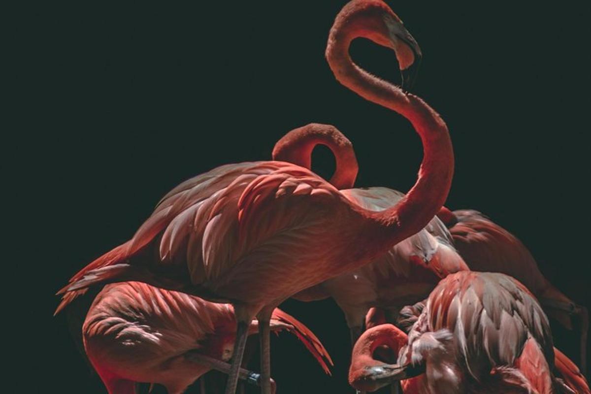 un gruppo di fenicotteri rosa in piedi uno accanto all'altro