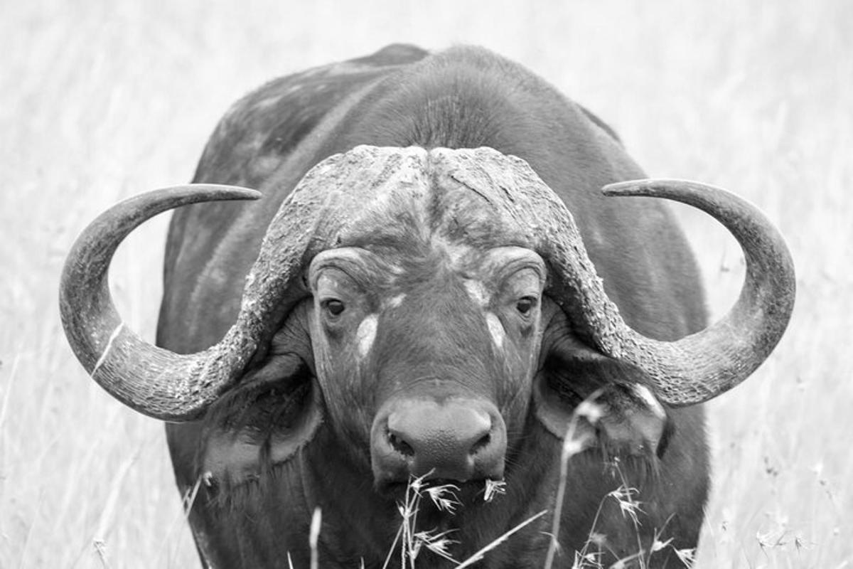 un toro con lunghe corna in piedi in un campo