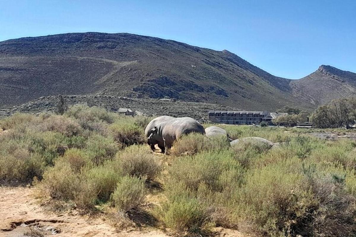 kawanan gajah berjalan melalui ladang semak belukar
