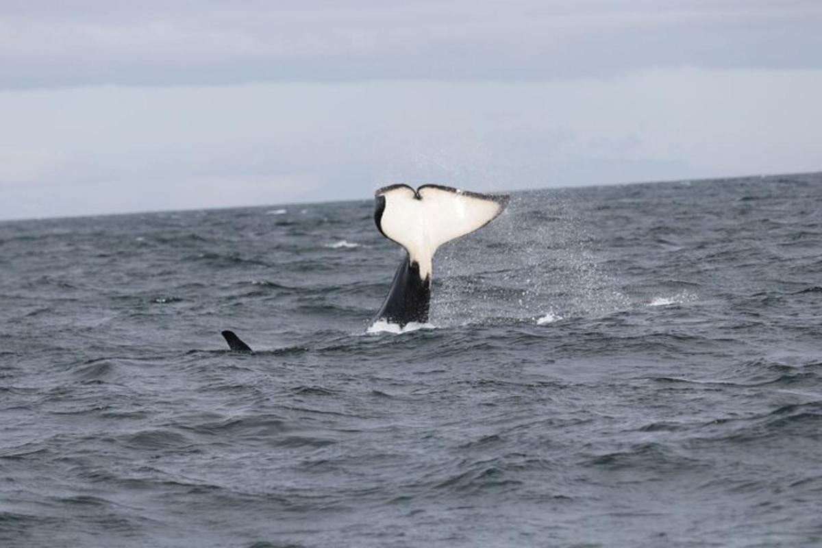 delfín v oceánu s ocasem ve vzduchu