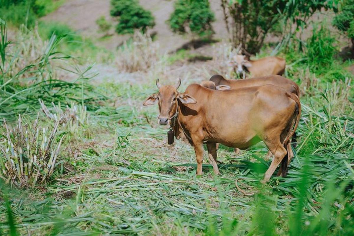 uma vaca marrom parada em um campo de grama