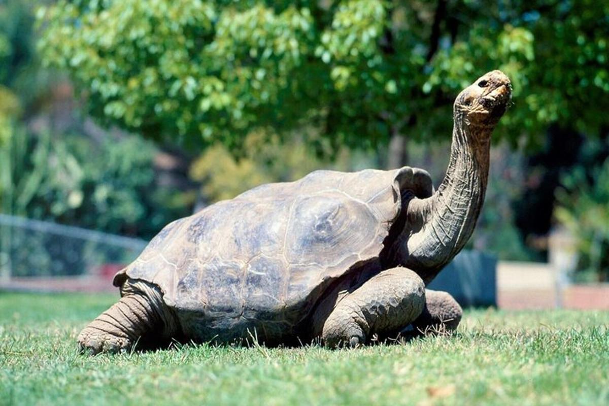 een schildpad die op het gras in een veld ligt