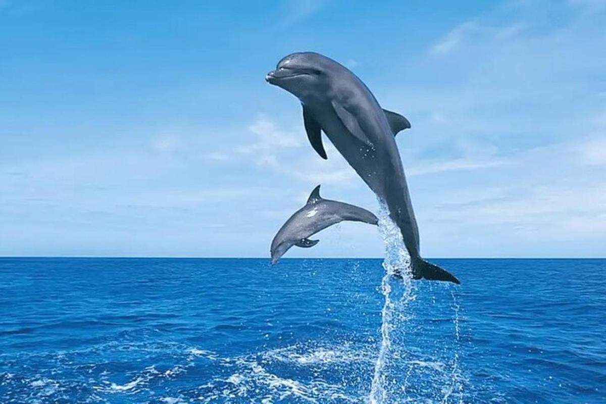 két delfin ugrik ki a vízből