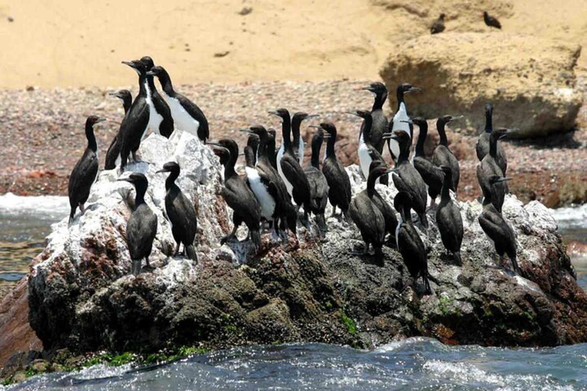 um grupo de pássaros em pé sobre uma rocha na água