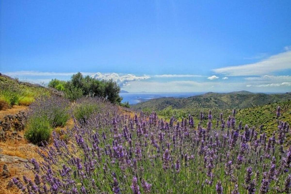 un campo di fiori viola in cima a una collina