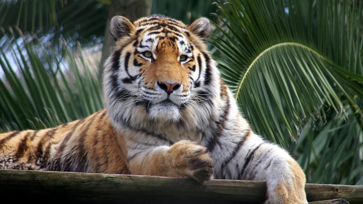 Tiger sedi na leseni ograji