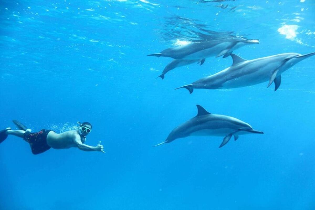 un grupo de delfines nadando en el agua