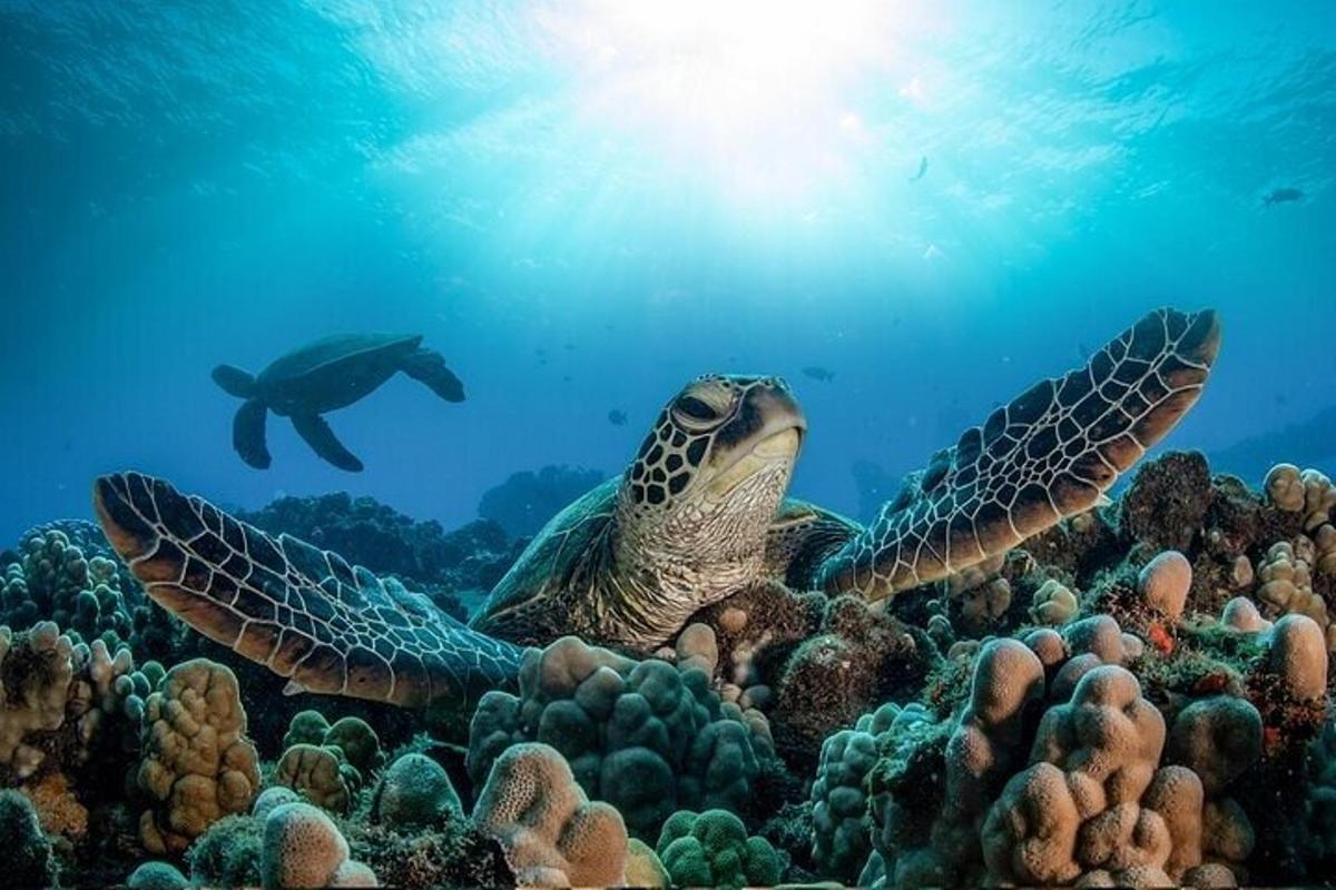 Una tortuga verde nadando sobre un arrecife de coral
