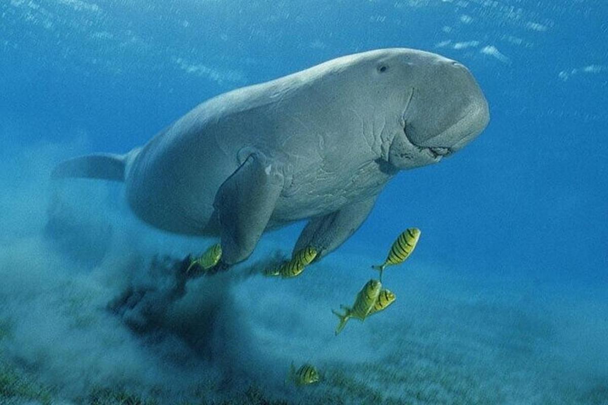 een dolfijn die met een vis in het water zwemt