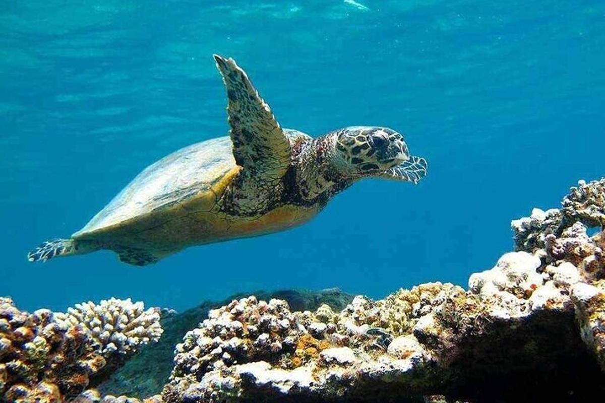 een groene zeeschildpad die over een koraalrif zwemt