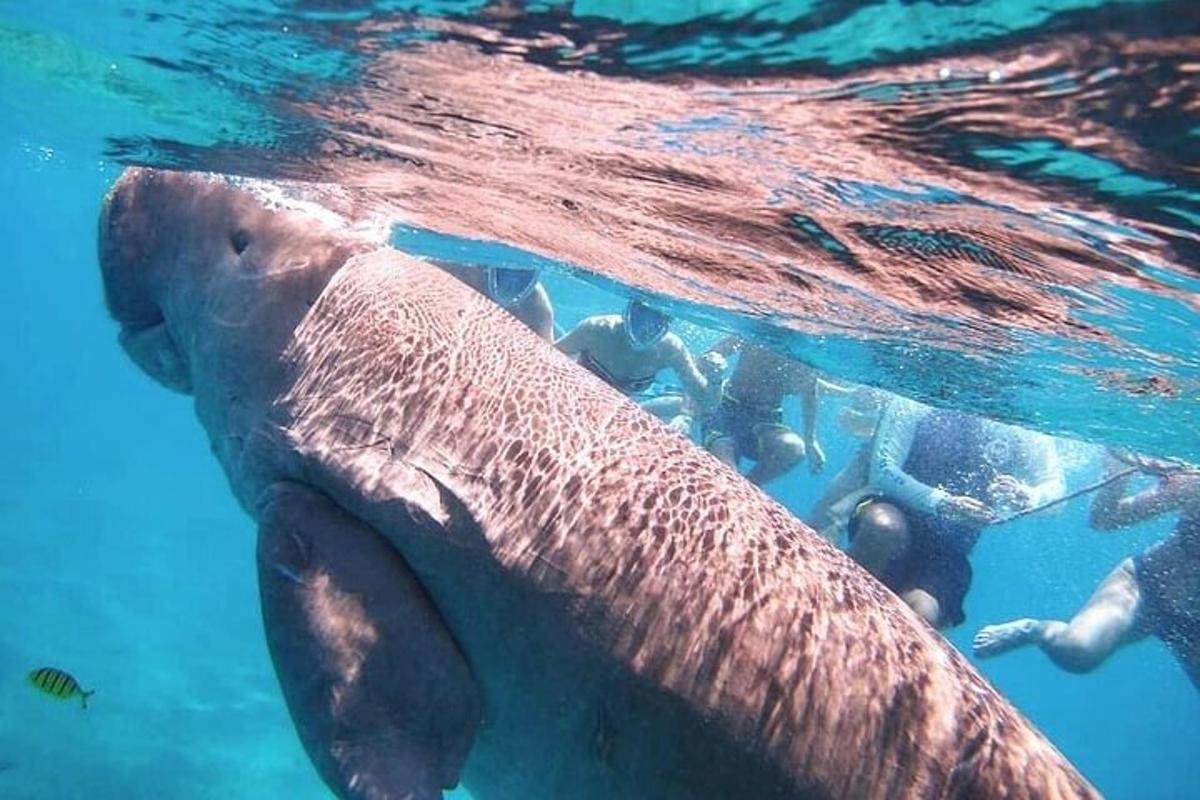 sekumpulan manusia berenang di dalam air bersama seekor gajah