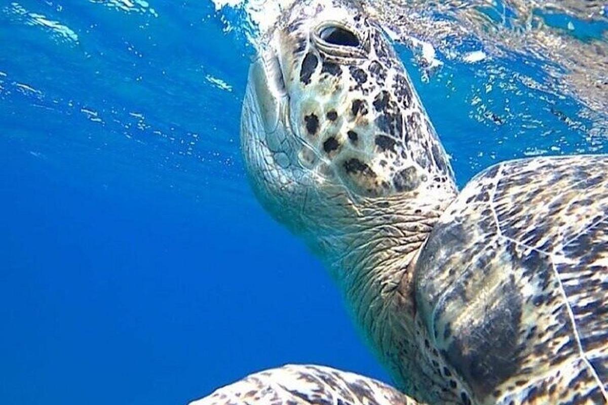 een close-up van een schildpad in het water